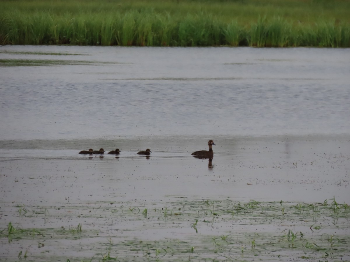 Greater Scaup - ML472452461