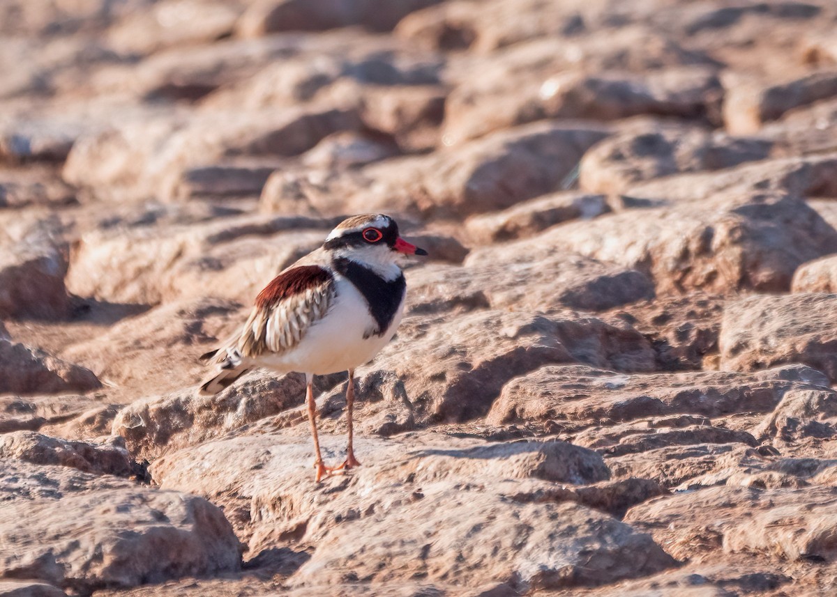 Black-fronted Dotterel - Julie Clark