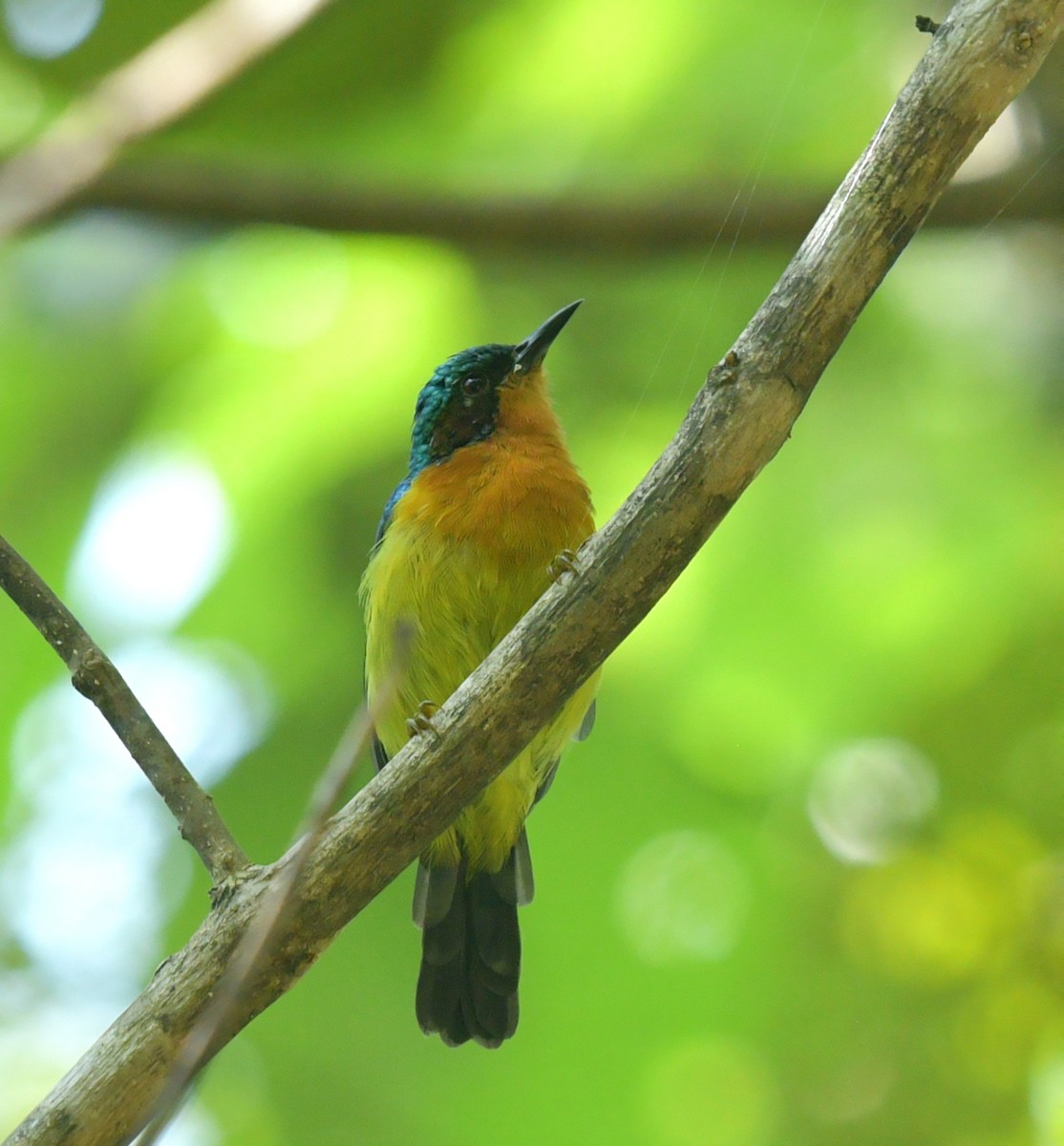 Ruby-cheeked Sunbird - ML472452871