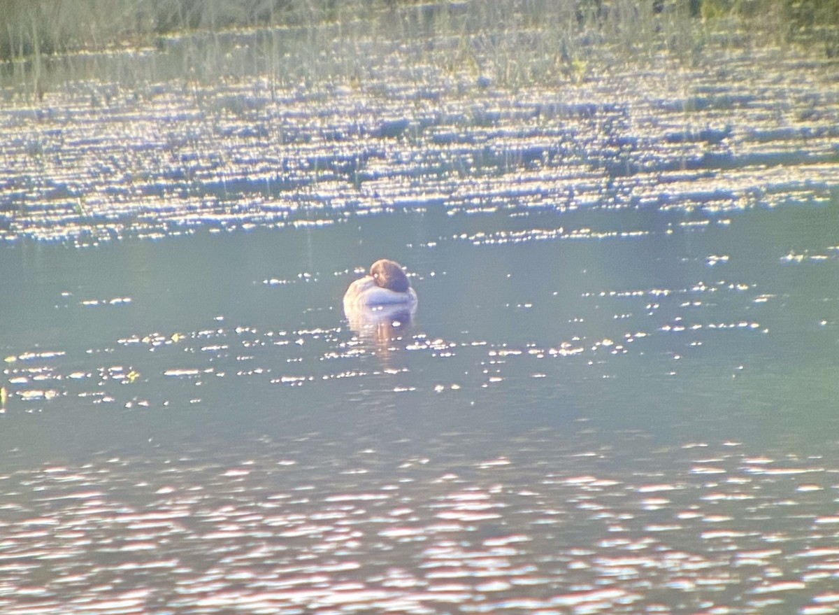 Common/Barrow's Goldeneye - ML472453401