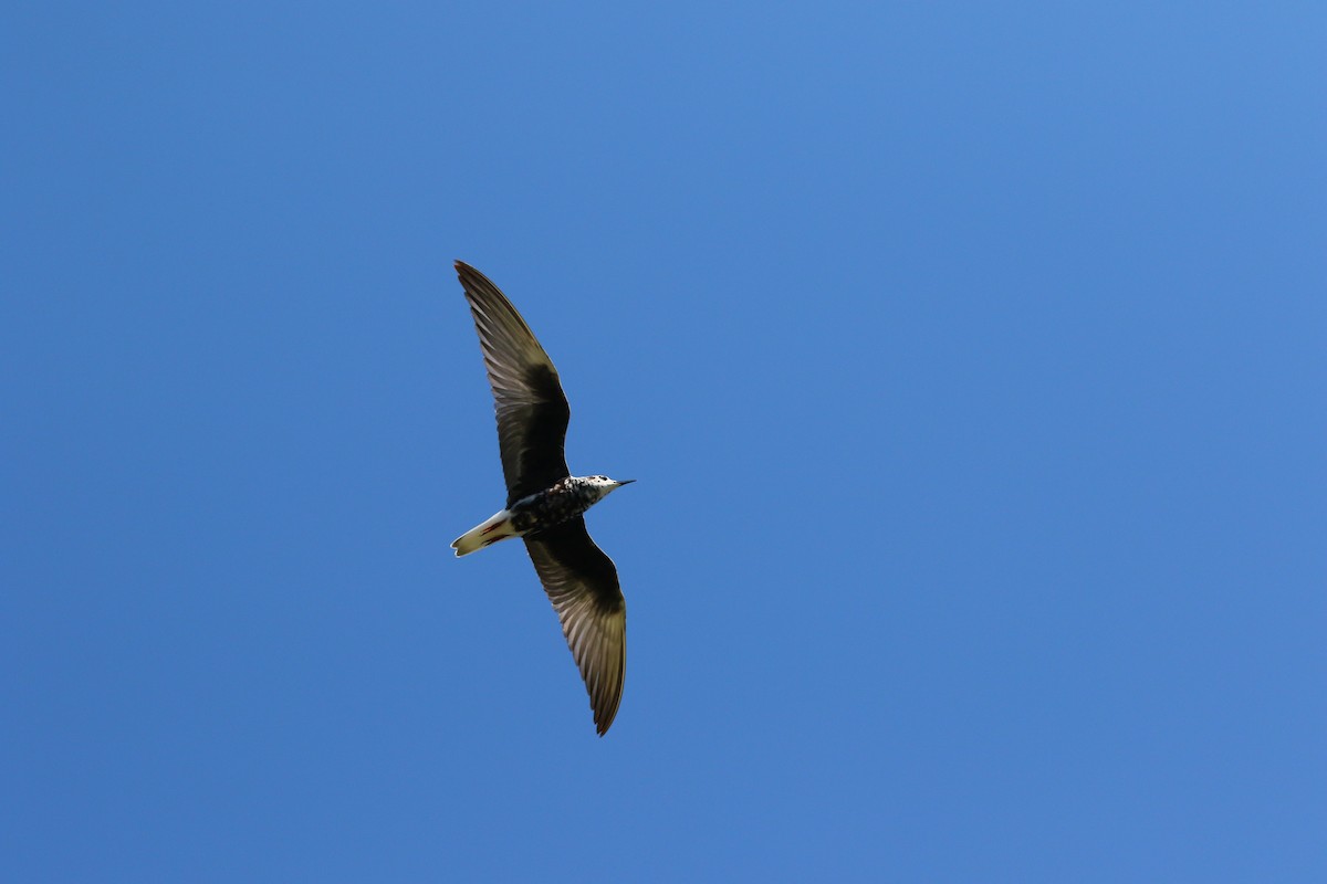 White-winged Tern - Liron Grau