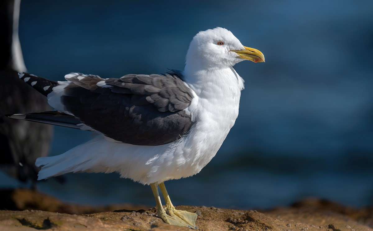 Kelp Gull - Martin Anderson