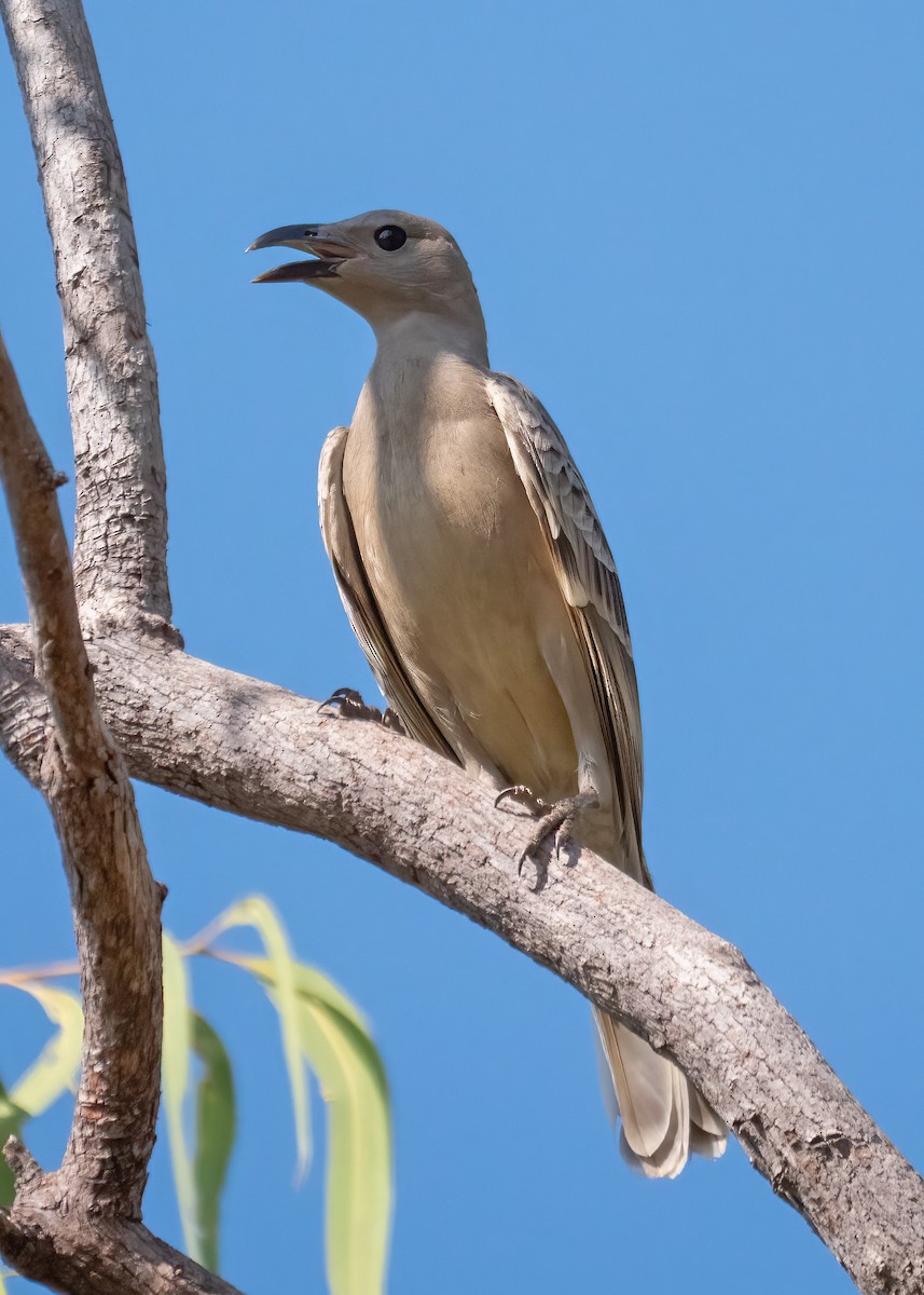 Great Bowerbird - ML472456781