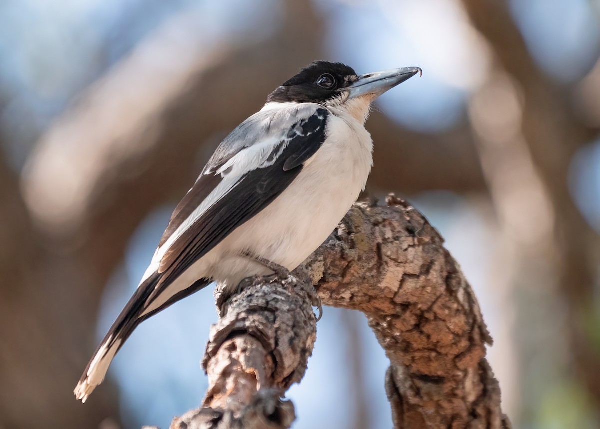 Silver-backed Butcherbird - ML472456841