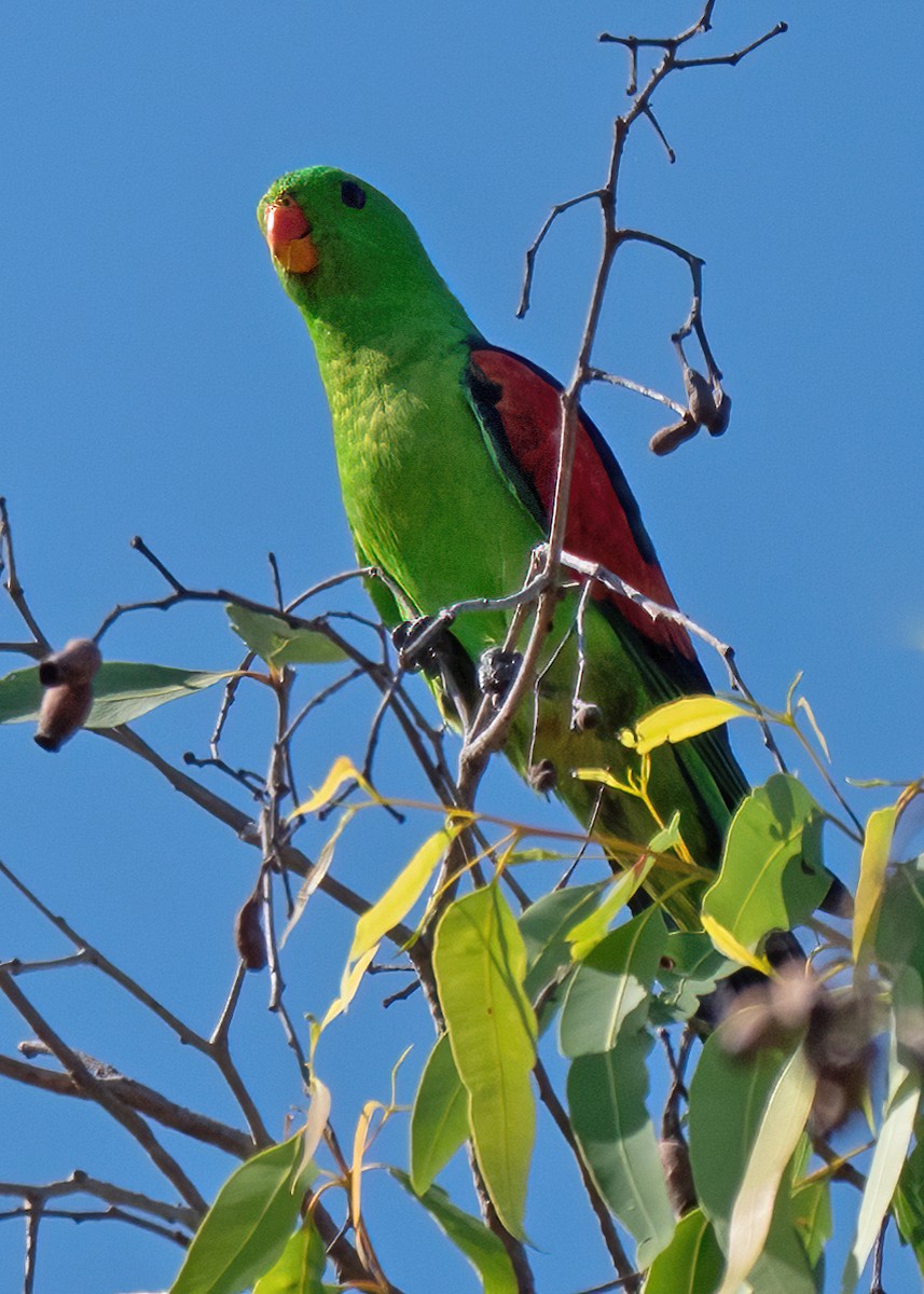 Red-winged Parrot - ML472456901