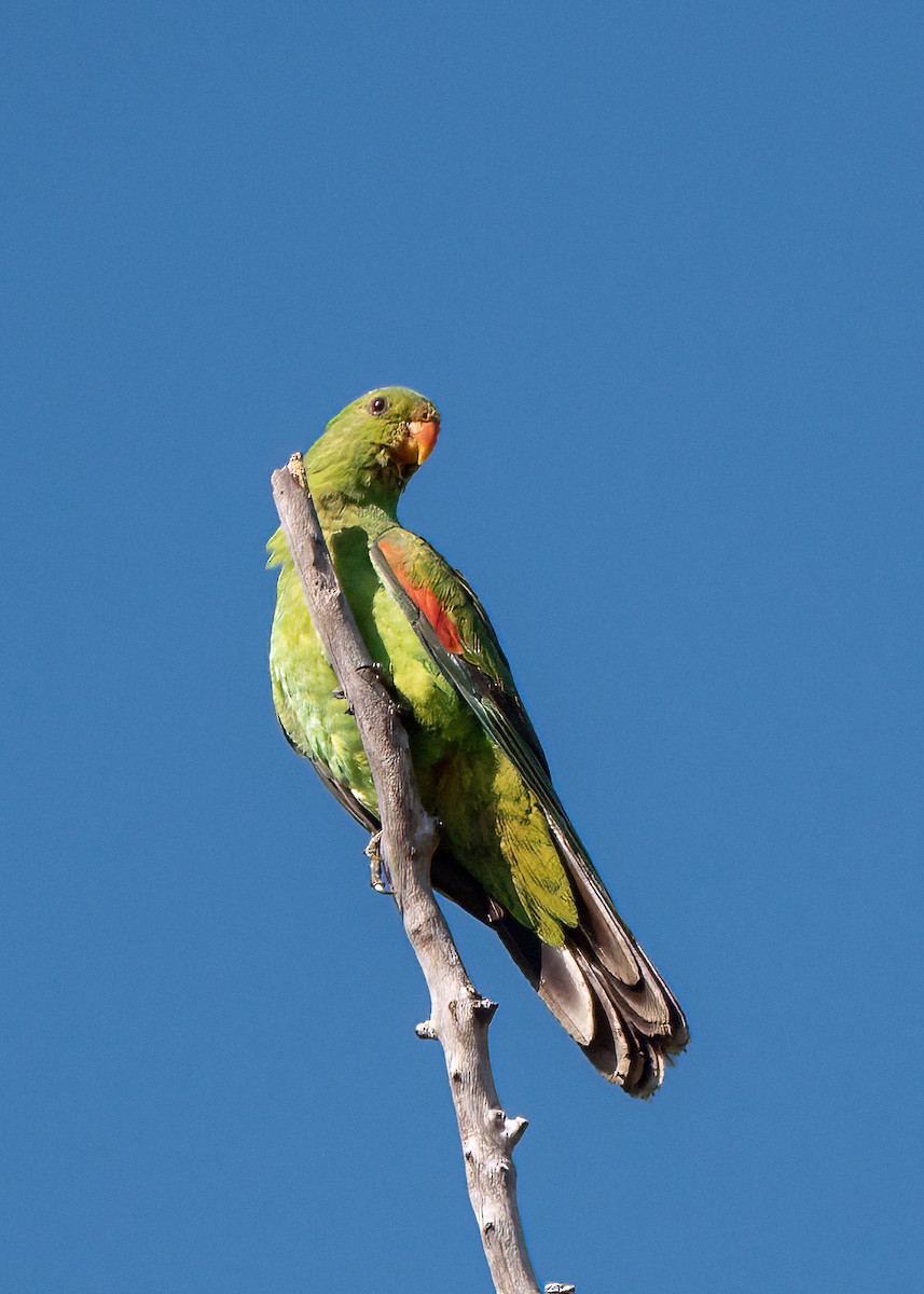 Red-winged Parrot - ML472456911
