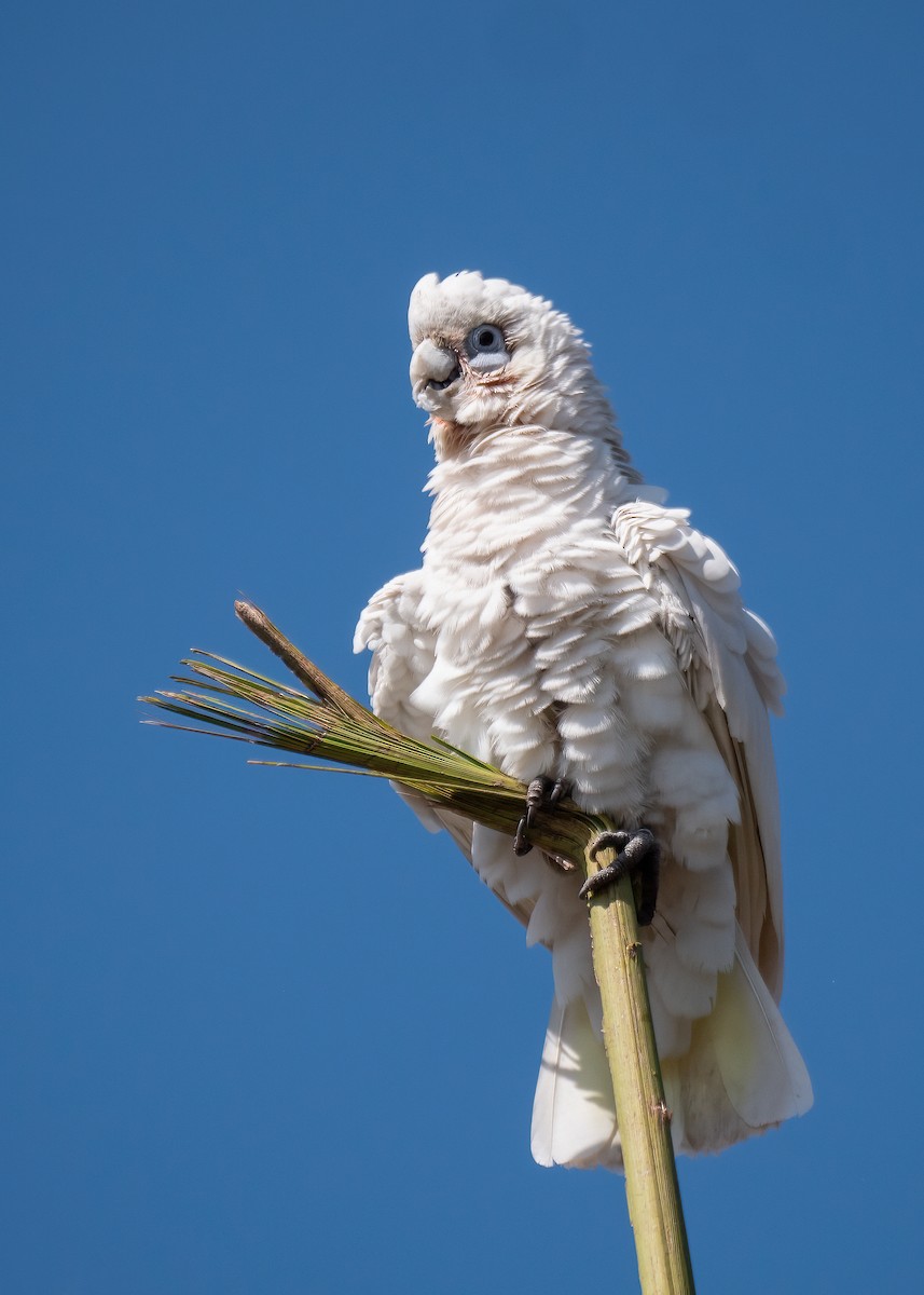 Nacktaugenkakadu - ML472456971