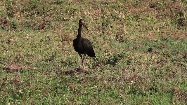 ibis tmavý - ML472457