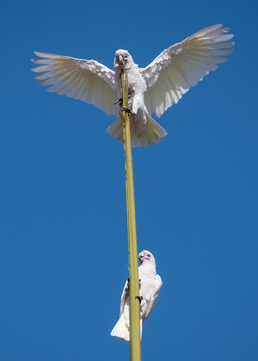 Cacatoès corella - ML472457011