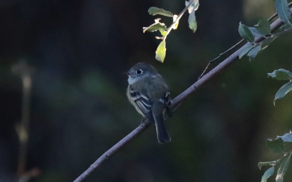 חטפית Empidonax בלתי-מזוהה - ML472457181