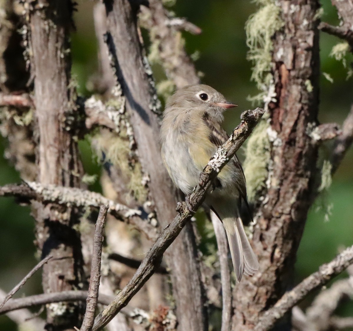 Empidonax sp. - ML472457251