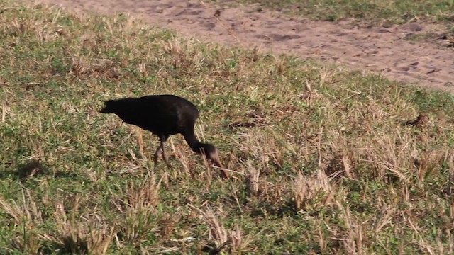 ibis tmavý - ML472458