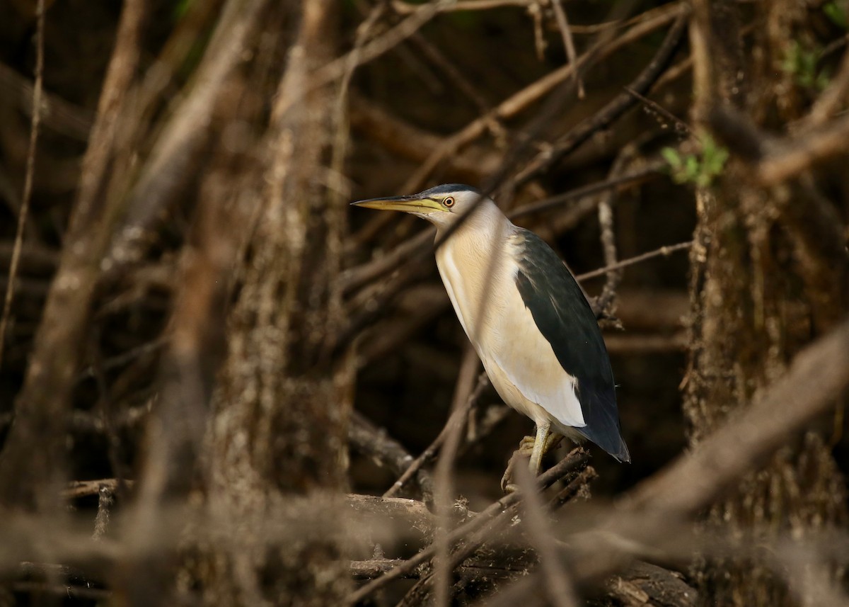 Little Bittern - ML472458691