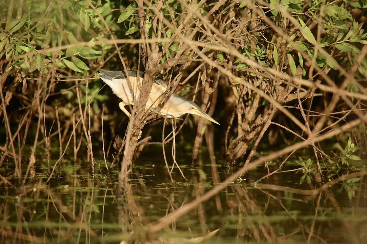 Little Bittern - ML472458731