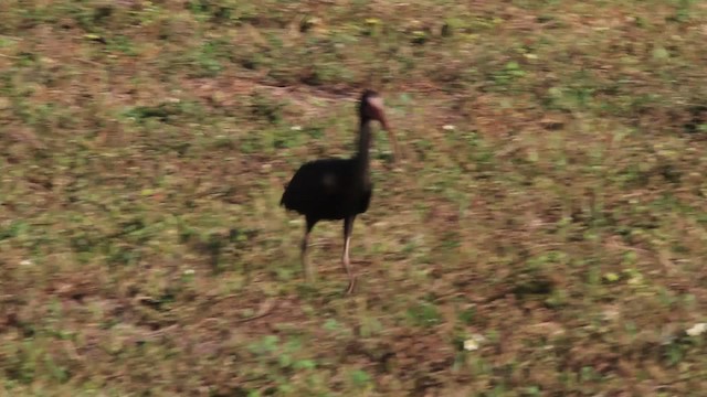 ibis tmavý - ML472459