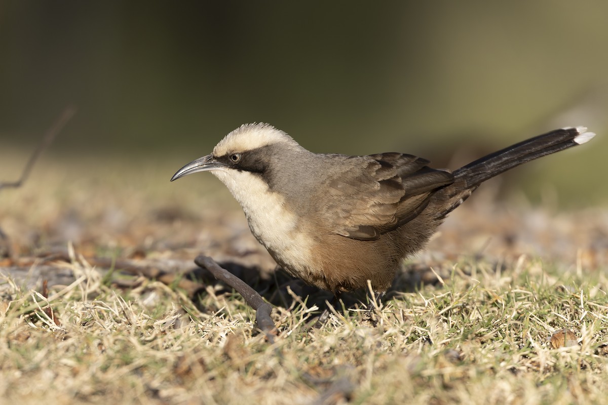 Gray-crowned Babbler - ML472459961