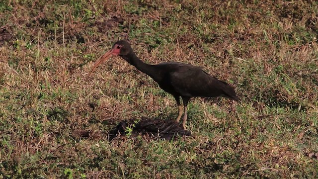 rødmaskeibis - ML472460