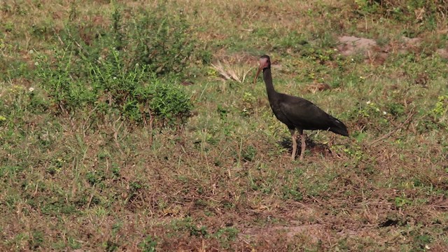 ibis tmavý - ML472461
