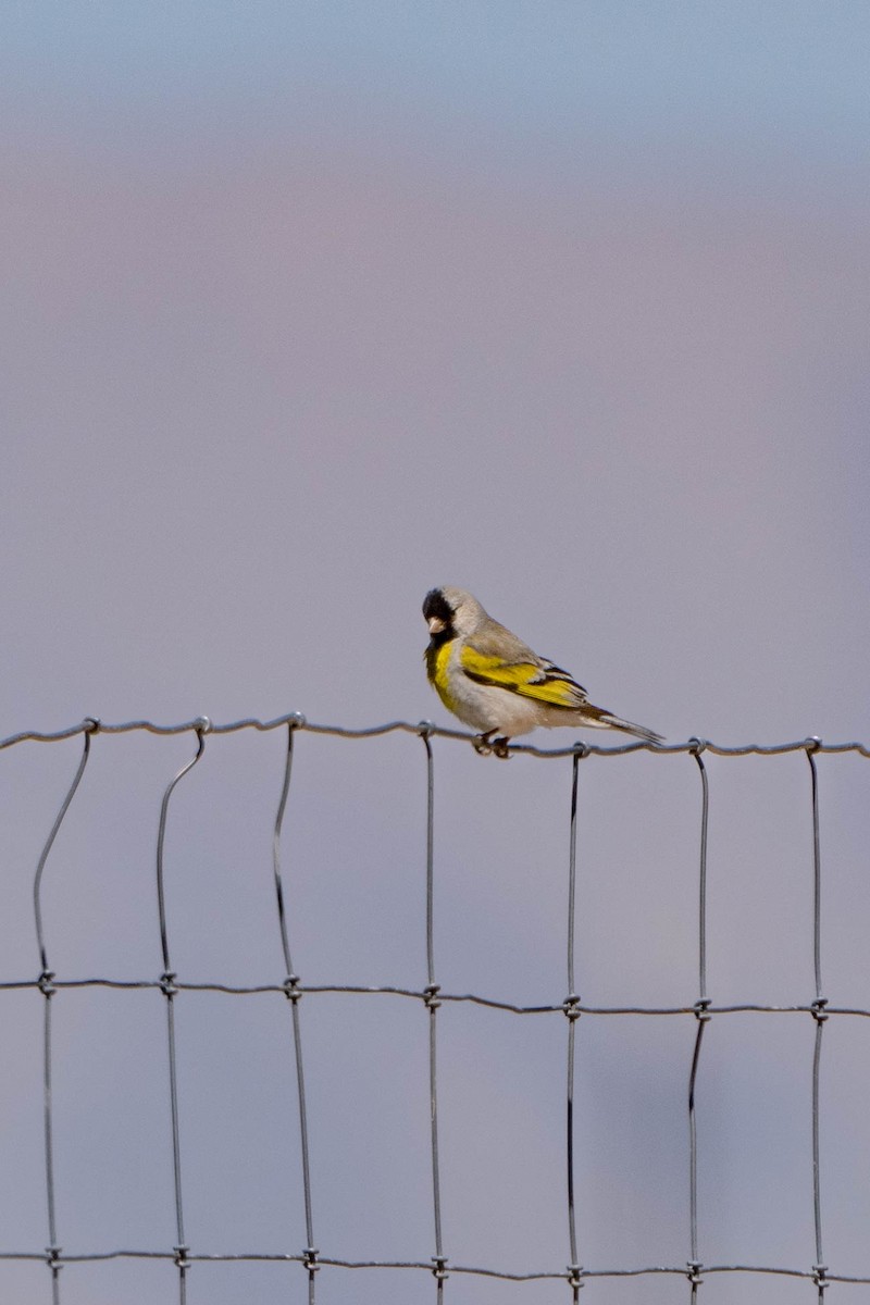 Lawrence's Goldfinch - Sophie Cameron