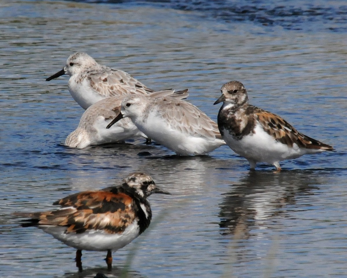 Ruddy Turnstone - ML47246261