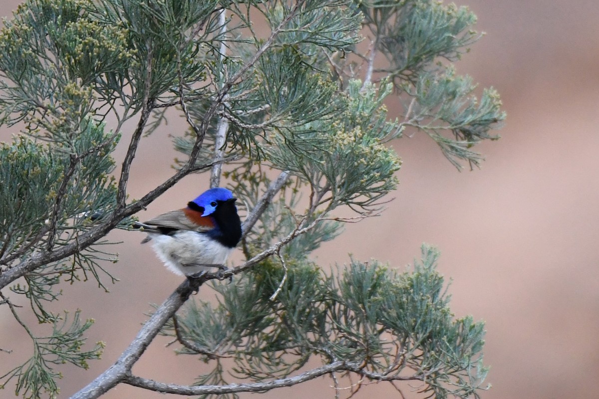Purple-backed Fairywren - ML472464111