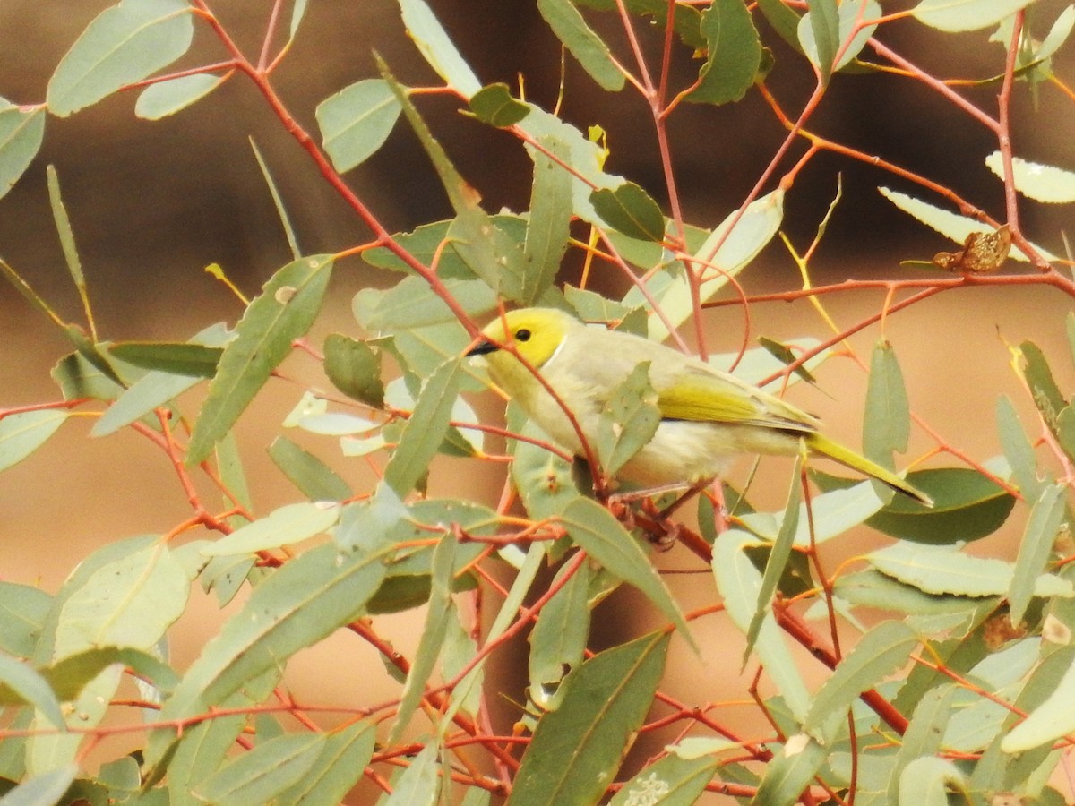 White-plumed Honeyeater - ML472464151