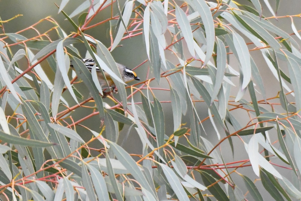 Striated Pardalote (Striated) - ML472464171