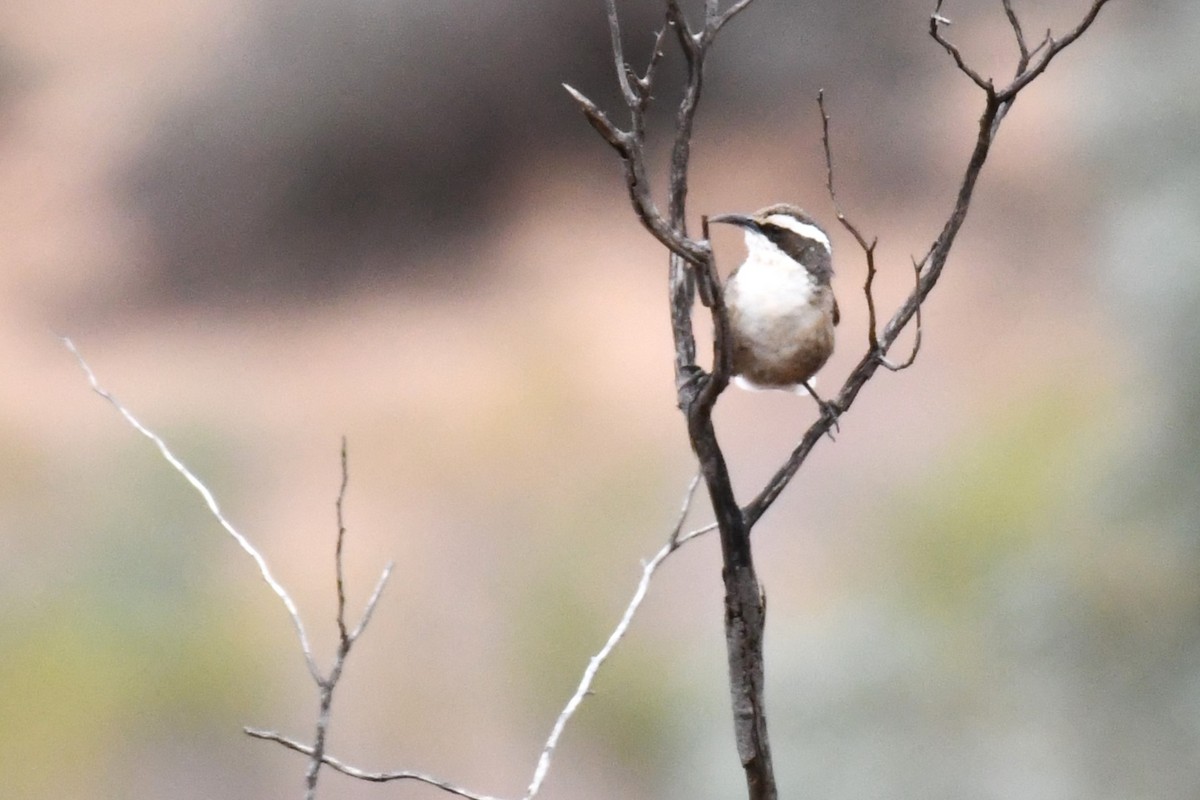 White-browed Babbler - ML472464181