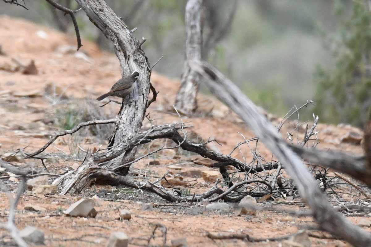 White-browed Babbler - ML472464191