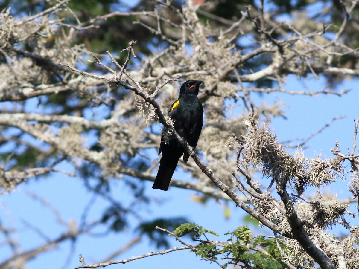 Black Cuckooshrike - ML472464561