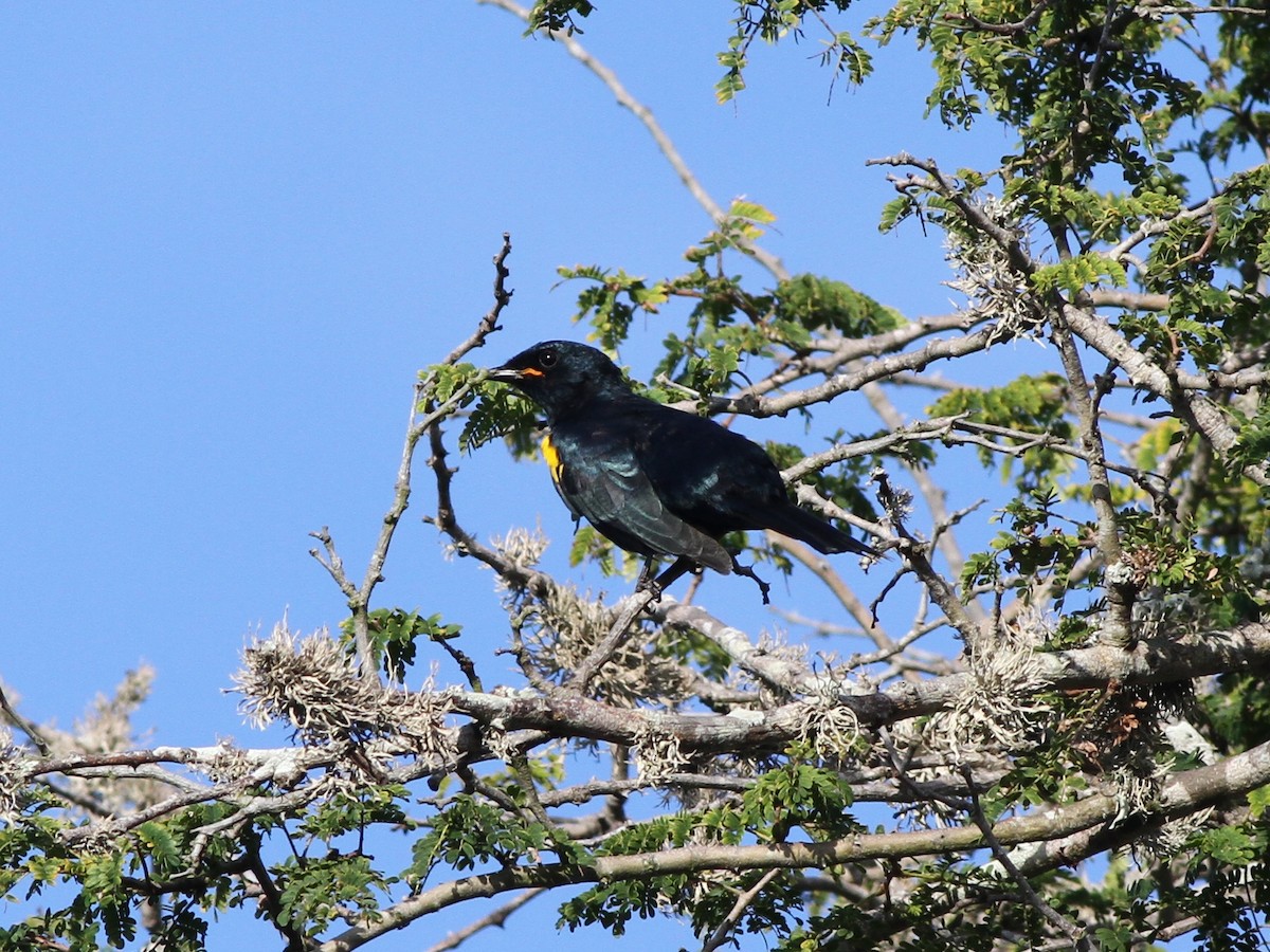 Black Cuckooshrike - ML472464571