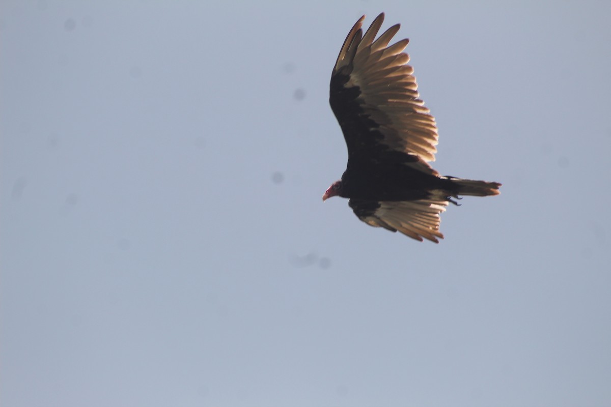 Turkey Vulture - ML472464671