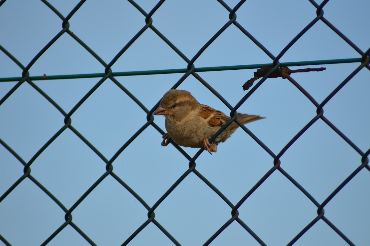 House Sparrow - Saioa  Manzano