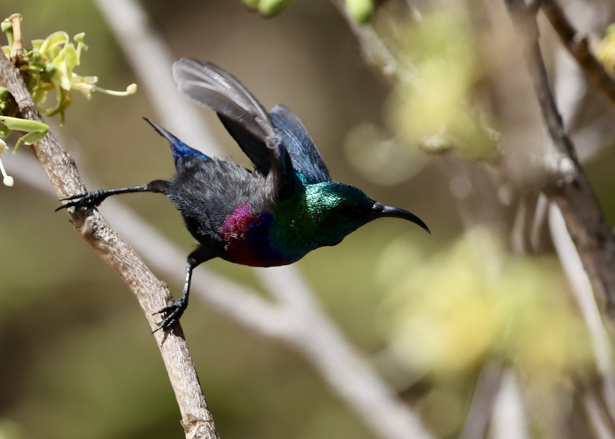 Purple-banded Sunbird - ML472466631