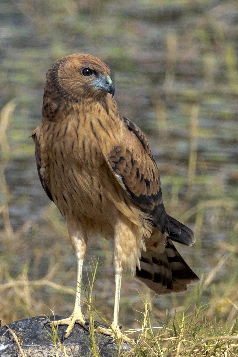 Aguilucho Moteado - ML472466781