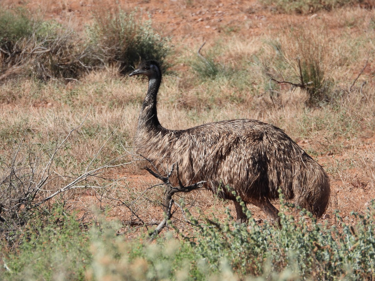 Emu - Luke Enright