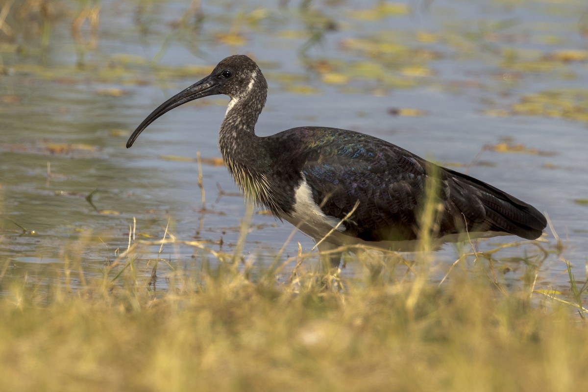 Straw-necked Ibis - ML472466871