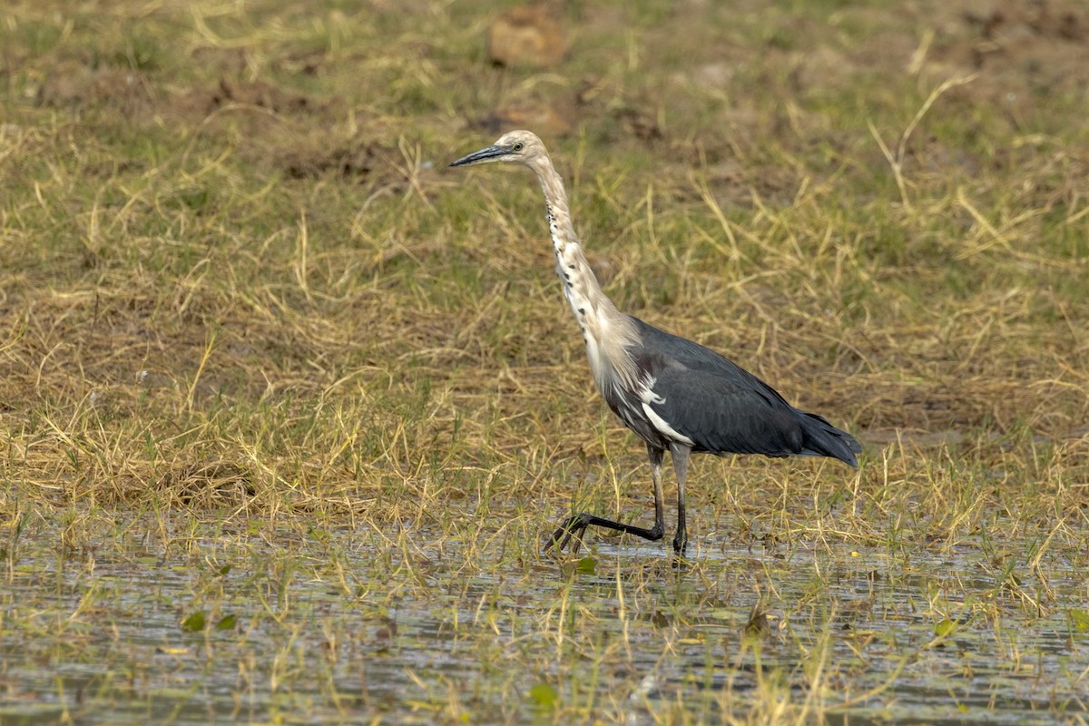 Pacific Heron - Imogen Warren