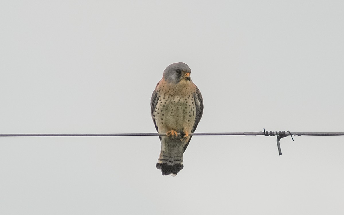 Lesser Kestrel - ML472468171