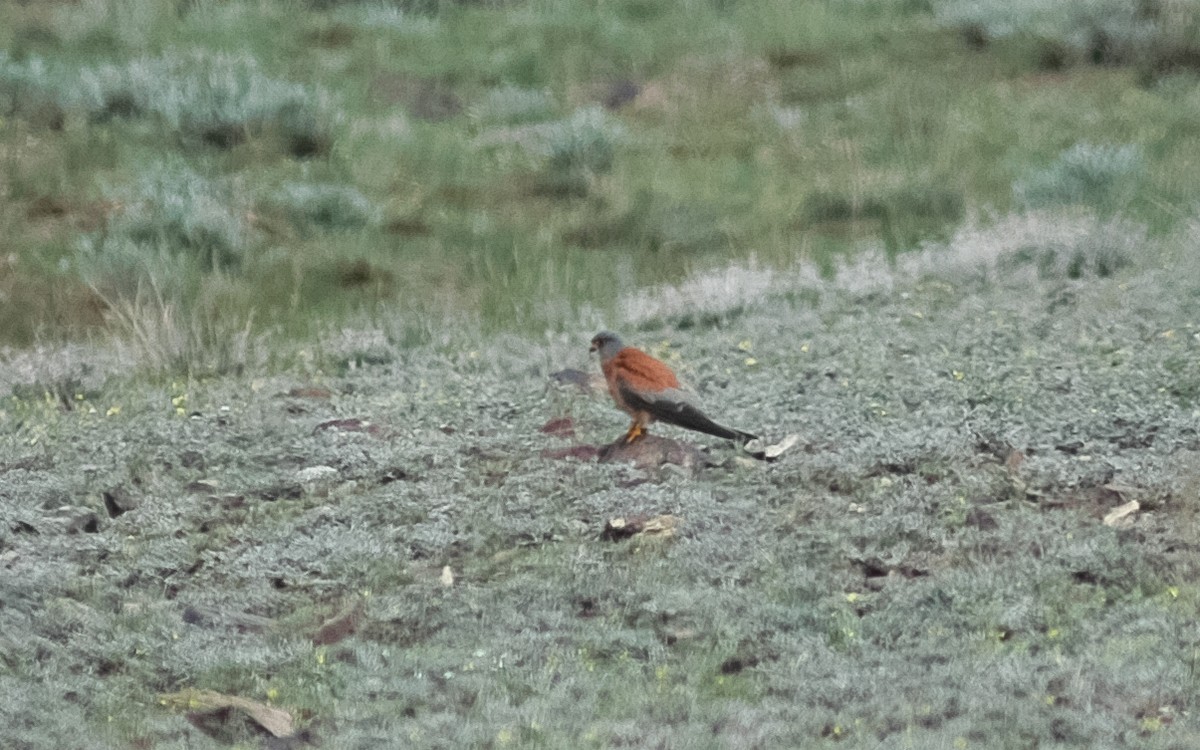 Lesser Kestrel - ML472468221