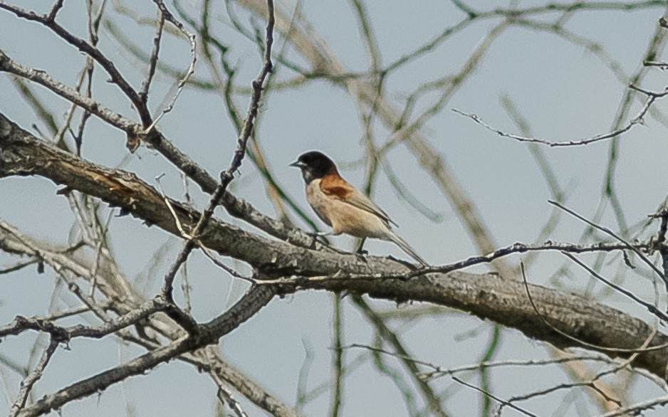 Black-headed Penduline-Tit - ML472468891