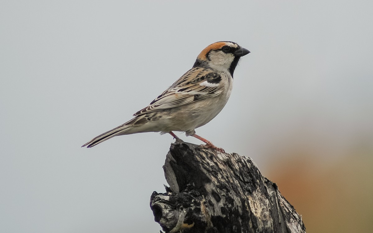 Saxaul Sparrow - ML472469241
