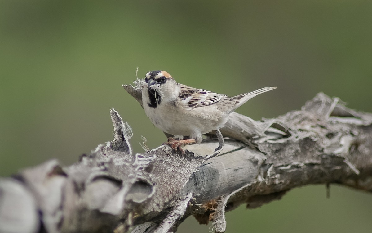 Saxaul Sparrow - ML472469301