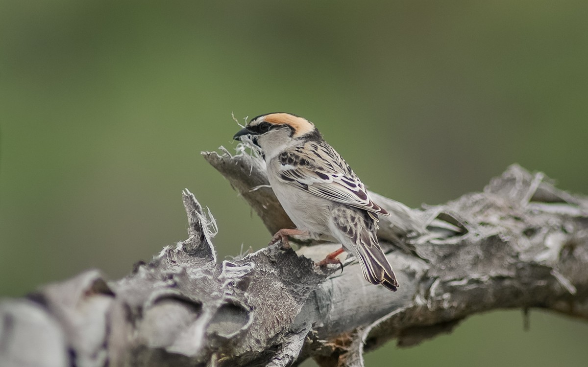 Saxaul Sparrow - ML472469321