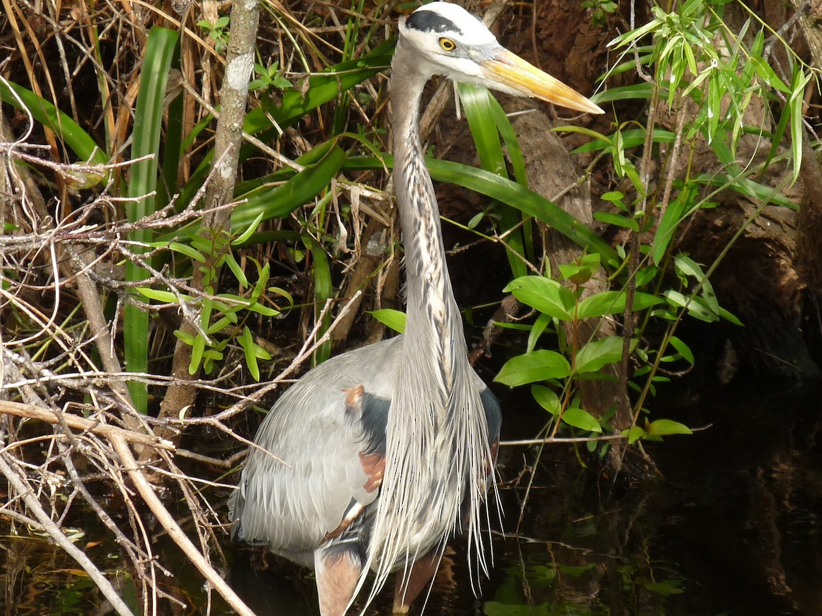 Great Blue Heron - bob hunter