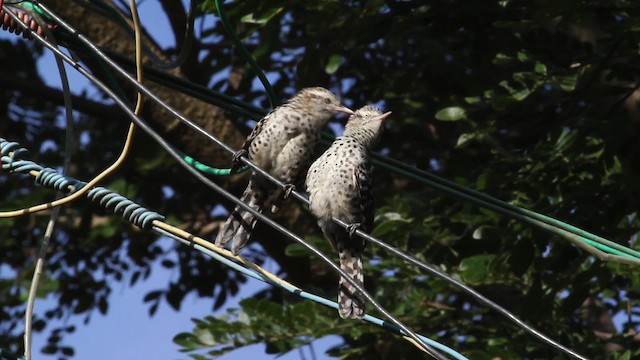 Stripe-backed Wren - ML472471