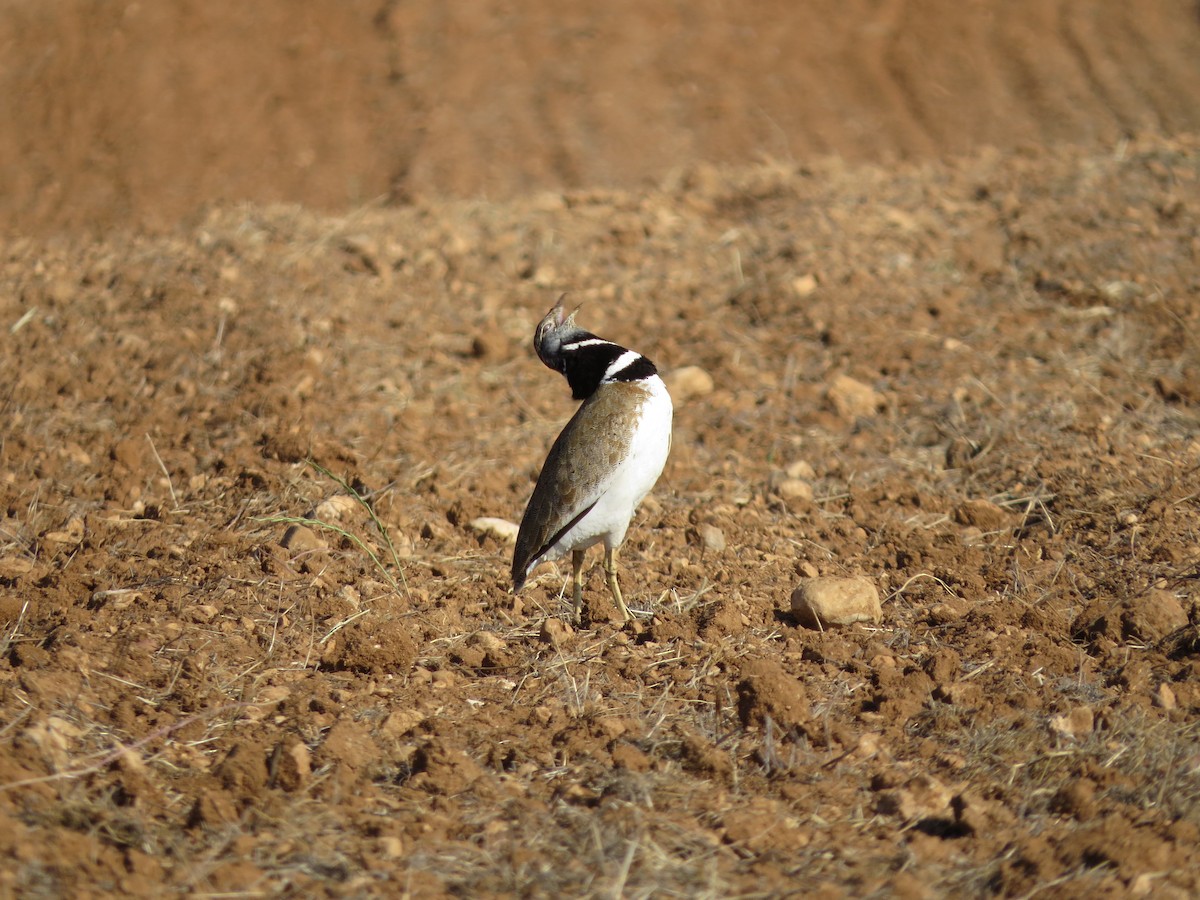 Little Bustard - deidre asbjorn