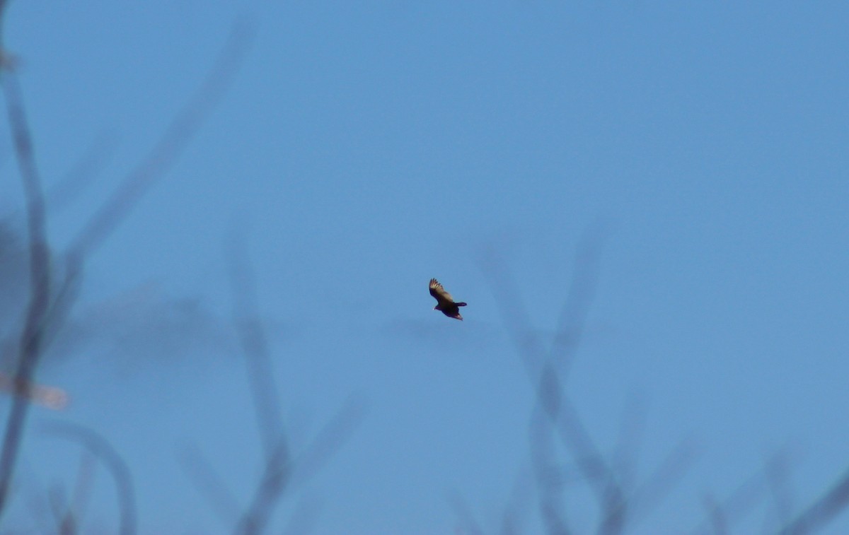 Turkey Vulture - ML47247421