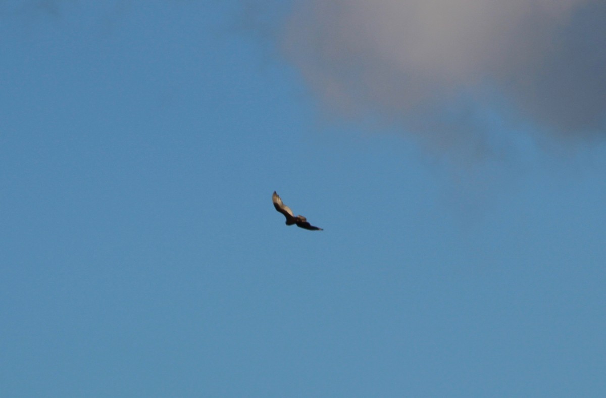 Turkey Vulture - ML47247431