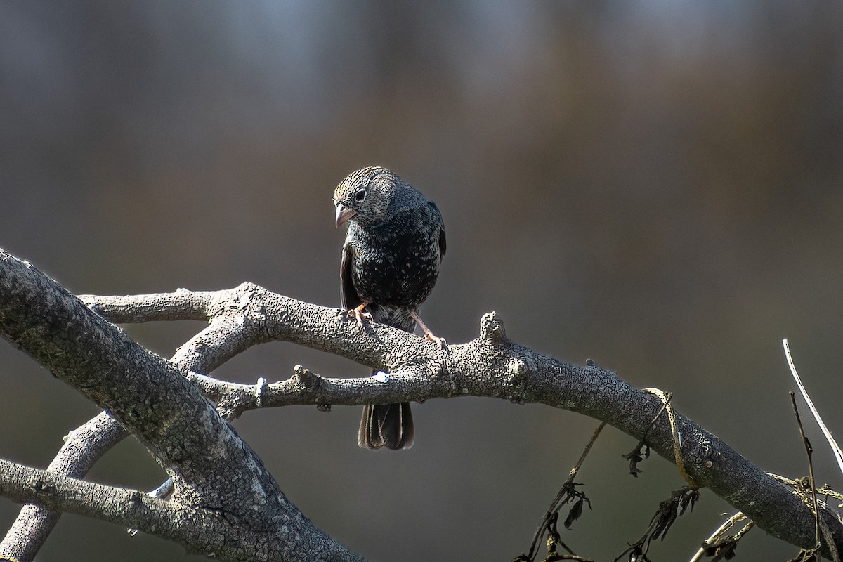 Carbonated Sierra Finch - ML472474661